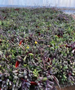 Ruby Necklace Succulent Plant 6'' 4'' 2'' Othonna Capensis Purple Pink Trailing Hanging