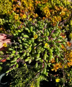 Ruby Necklace Succulent Plant 6'' 4'' 2'' Othonna Capensis Purple Pink Trailing Hanging