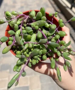 Ruby Necklace Succulent Plant 6'' 4'' 2'' Othonna Capensis Purple Pink Trailing Hanging