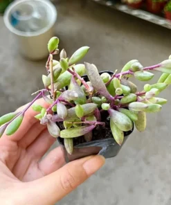 Ruby Necklace Succulent Plant 6'' 4'' 2'' Othonna Capensis Purple Pink Trailing Hanging