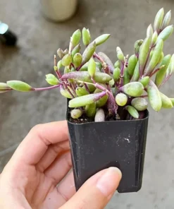 Ruby Necklace Succulent Plant 6'' 4'' 2'' Othonna Capensis Purple Pink Trailing Hanging