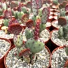 Santa Rita Red Prickly Pear Cactus Live 2,3,6 Pot Opuntia Succulent
