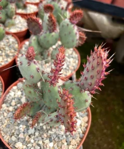 Santa Rita Red Prickly Pear Cactus Live 2,3,6 Pot Opuntia Succulent