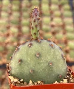Santa Rita Red Prickly Pear Cactus Live 2,3,6 Pot Opuntia Succulent