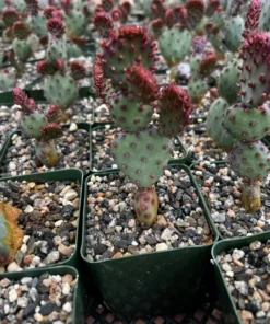 Santa Rita Red Prickly Pear Cactus Live 2,3,6 Pot Opuntia Succulent