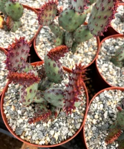 Santa Rita Red Prickly Pear Cactus Live 2,3,6 Pot Opuntia Succulent
