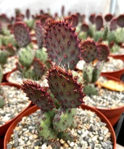 Santa Rita Red Prickly Pear Cactus Live 2,3,6 Pot Opuntia Succulent