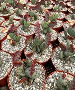Santa Rita Red Prickly Pear Cactus Live 2,3,6 Pot Opuntia Succulent