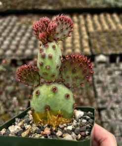 Santa Rita Red Prickly Pear Cactus Live 2,3,6 Pot Opuntia Succulent