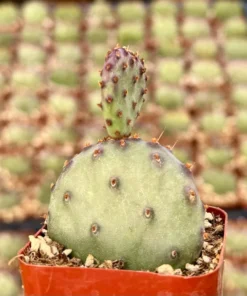 Santa Rita Red Prickly Pear Cactus Live 2,3,6 Pot Opuntia Succulent