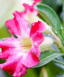 Adenium Arabicum, Desert Rose – Rare Exotic Plant – Bare Root Shipping