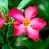 Adenium Arabicum, Desert Rose – Rare Exotic Plant – Bare Root Shipping