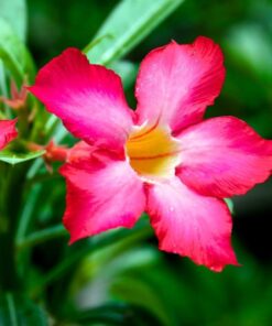 Adenium Arabicum, Desert Rose – Rare Exotic Plant – Bare Root Shipping