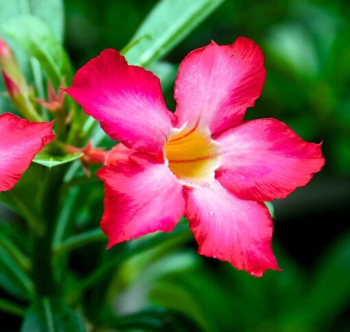 Adenium Arabicum, Desert Rose – Rare Exotic Plant – Bare Root Shipping