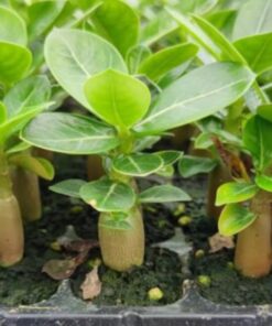 Adenium Arabicum, Desert Rose – Rare Exotic Plant – Bare Root Shipping