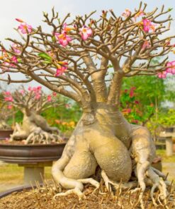 Adenium Arabicum, Desert Rose – Rare Exotic Plant – Bare Root Shipping