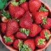 Seascape Strawberry Plants Lot of 10 Bare Root - Sweet Day-Neutral, Disease-Resistant