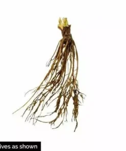 Seascape Strawberry Plants Lot of 10 Bare Root - Sweet Day-Neutral, Disease-Resistant