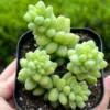 Sedum Burrito Donkey's Tail Succulent Plant 2 or 4 inch Pots