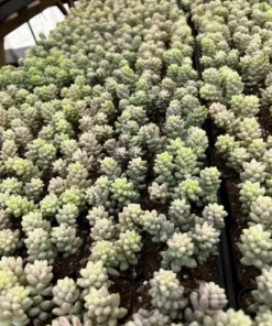 Sedum Burrito Donkey's Tail Succulent Plant 2 or 4 inch Pots