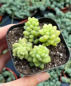 Sedum Burrito Donkey's Tail Succulent Plant 2 or 4 inch Pots