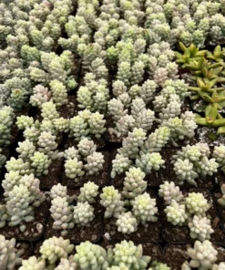 Sedum Burrito Donkey's Tail Succulent Plant 2 or 4 inch Pots