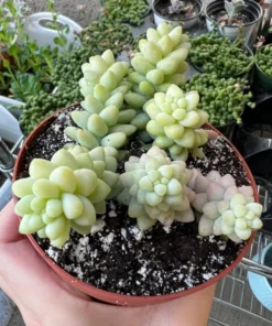 Sedum Burrito Donkey's Tail Succulent Plant 2 or 4 inch Pots