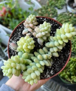 Sedum Burrito Donkey's Tail Succulent Plant 2 or 4 inch Pots