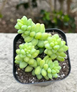 Sedum Burrito Donkey's Tail Succulent Plant 2 or 4 inch Pots