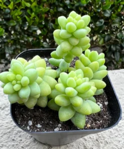 Sedum Burrito Donkey's Tail Succulent Plant 2 or 4 inch Pots