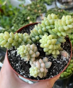 Sedum Burrito Donkey's Tail Succulent Plant 2 or 4 inch Pots