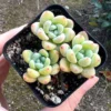 Sedum Clavatum Tiscalatengo Gorge Succulent 2.5'' Pot | Rock Garden Plant Live