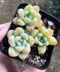 Sedum Clavatum Tiscalatengo Gorge Succulent 2.5'' Pot | Rock Garden Plant Live