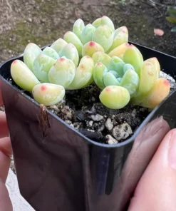 Sedum Clavatum Tiscalatengo Gorge Succulent 2.5'' Pot | Rock Garden Plant Live