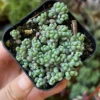 Sedum Dasyphyllum Minor Succulent Live Plant 2 inch Pot Blue Green