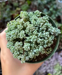 Sedum Dasyphyllum Minor Succulent Live Plant 2 inch Pot Blue Green