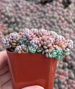 Sedum Dasyphyllum Minor Succulent Live Plant 2 inch Pot Blue Green
