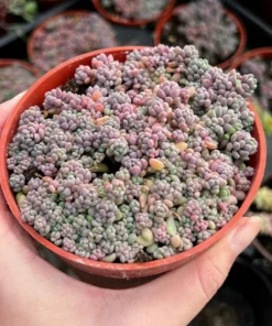 Sedum Dasyphyllum Minor Succulent Live Plant 2 inch Pot Blue Green