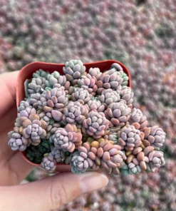 Sedum Dasyphyllum Minor Succulent Live Plant 2 inch Pot Blue Green