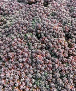 Sedum Dasyphyllum Minor Succulent Live Plant 2 inch Pot Blue Green