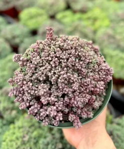 Sedum Dasyphyllum Minor Succulent Live Plant 2 inch Pot Blue Green