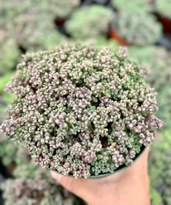 Sedum Dasyphyllum Minor Succulent Live Plant 2 inch Pot Blue Green