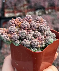 Sedum Dasyphyllum Minor Succulent Live Plant 2 inch Pot Blue Green