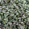 Sedum Little Missy 4'' Variegated Succulent Live Potted Plant