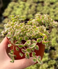 Sedum Little Missy 4'' Variegated Succulent Live Potted Plant