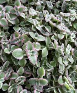 Sedum Little Missy 4'' Variegated Succulent Live Potted Plant