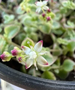 Sedum Little Missy 4'' Variegated Succulent Live Potted Plant