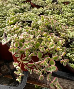 Sedum Little Missy 4'' Variegated Succulent Live Potted Plant