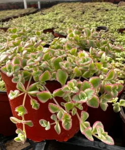 Sedum Little Missy 4'' Variegated Succulent Live Potted Plant