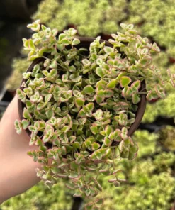 Sedum Little Missy 4'' Variegated Succulent Live Potted Plant